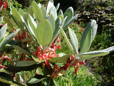 Rhododendron cv.