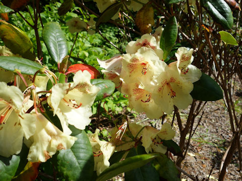 Rhododendron cv.