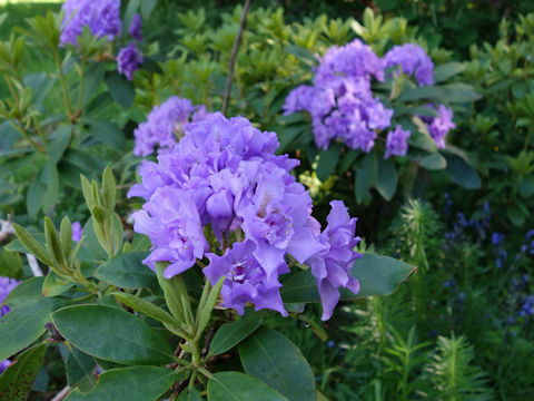 Rhododendron cv. Fastuosum Flore Pleno