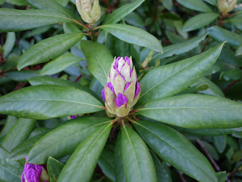 Rhododendron cv.