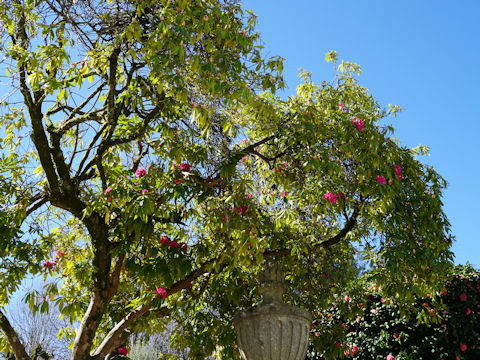 Rhododendron cv.