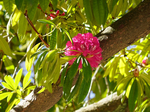 Rhododendron cv.