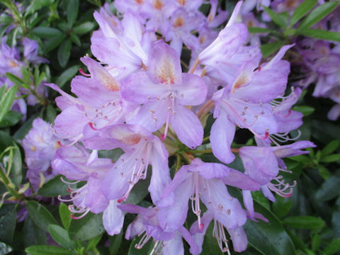 Rhododendron cv.