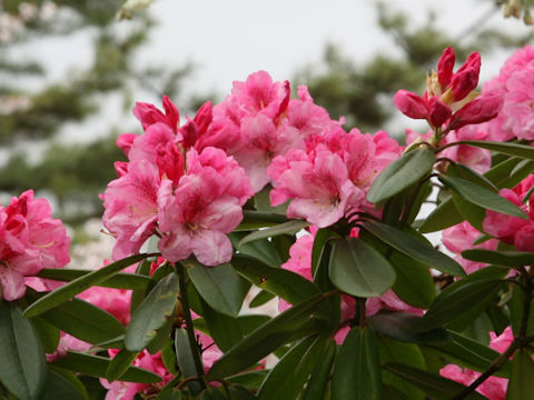 Rhododendron cv.