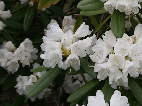 Rhododendron cv.