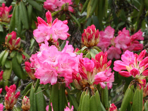 Rhododendron cv.