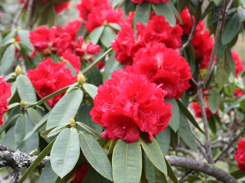 Rhododendron cv.