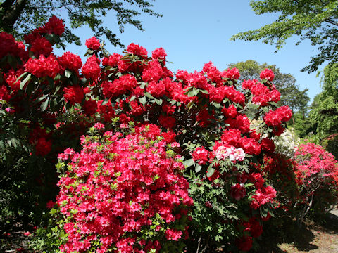 Rhododendron cv.