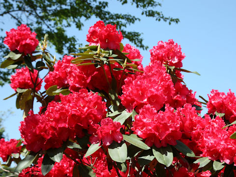 Rhododendron cv.