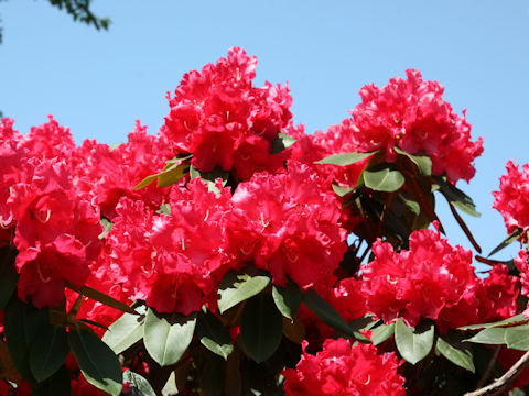 Rhododendron cv.