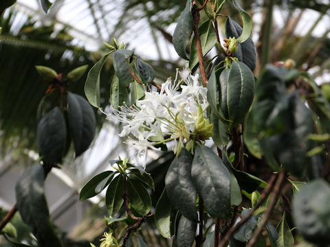 Rhododendron latoucheae