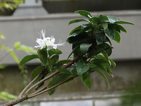 Rhododendron latoucheae