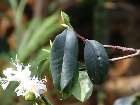 Rhododendron latoucheae