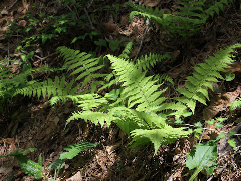 Deparia dimorphophylla