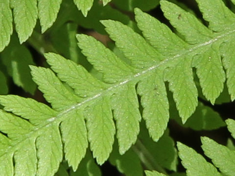 Deparia dimorphophylla