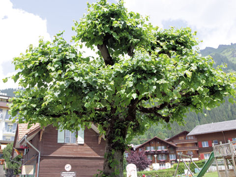 セイヨウシナノキ Tilia Europaea