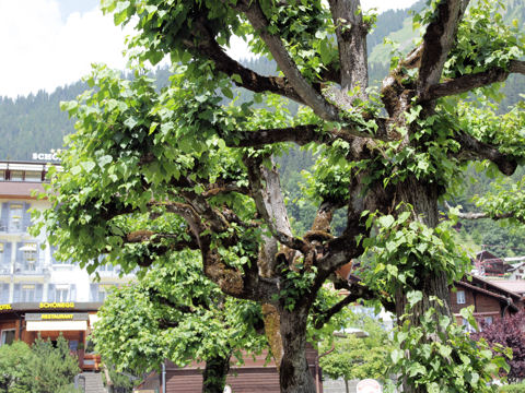 Tilia europaea