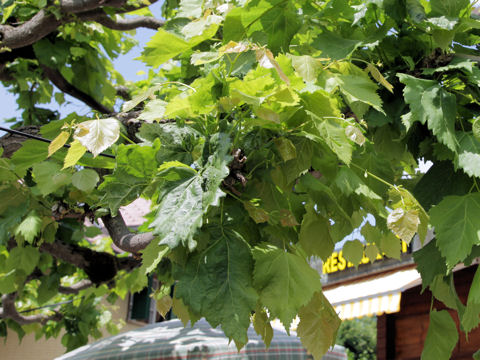 Tilia europaea