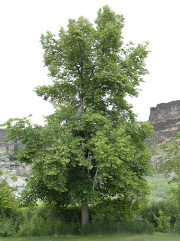 Tilia europaea