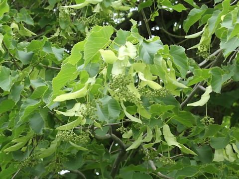 Tilia europaea