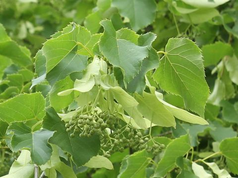 Tilia europaea