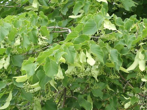 Tilia europaea