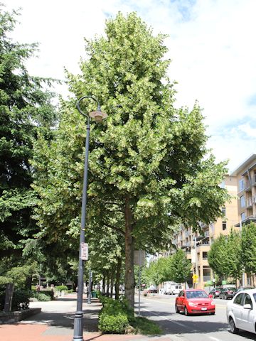 Tilia europaea