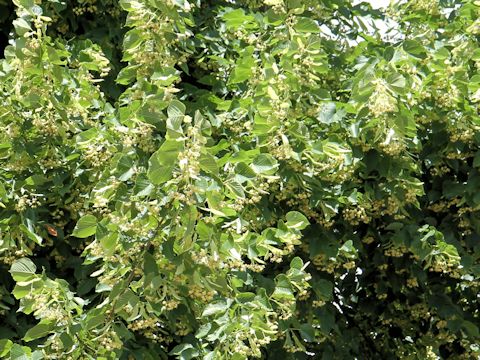 Tilia europaea