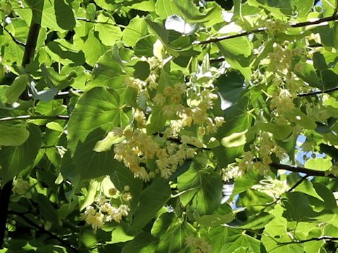 Tilia europaea