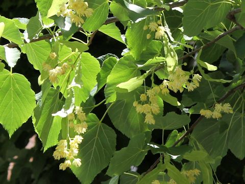 Tilia europaea