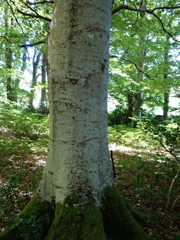 Tilia europaea