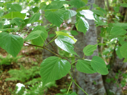 Tilia europaea