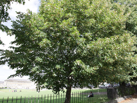 Tilia europaea