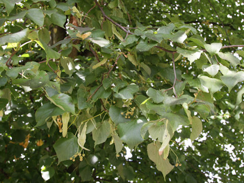 Tilia europaea