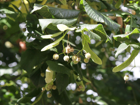 Tilia europaea