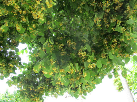 Tilia europaea