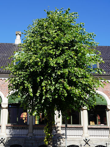 Tilia europaea