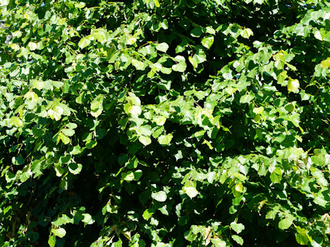 Tilia europaea