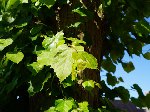 Tilia europaea