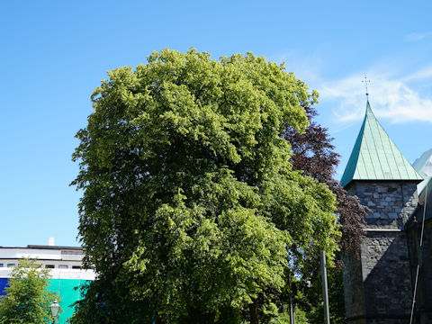 Tilia europaea