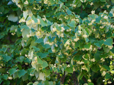 Tilia europaea