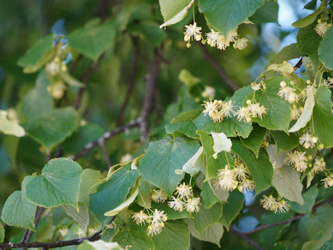 Tilia europaea