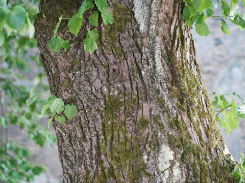 Tilia europaea