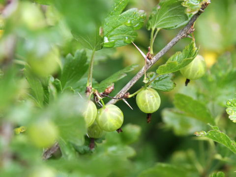 Ribes uva-crispa