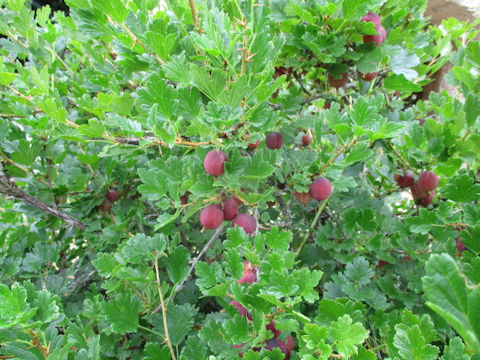 Ribes uva-crispa