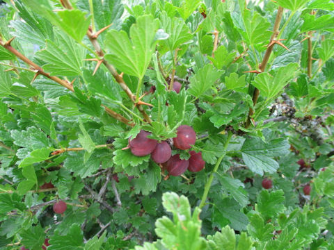 Ribes uva-crispa