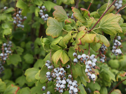 Ribes uva-crispa