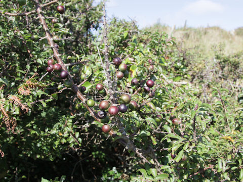 Prunus domestica