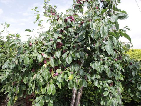 セイヨウスモモ Prunus Domestica