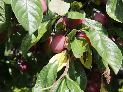 Prunus domestica